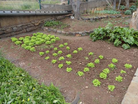 Visão geral da horta com batata-doce, alface, beterraba e couve.